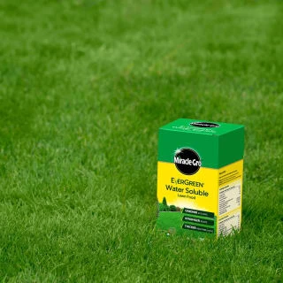Miracle-Gro Water Soluble Lawn Food 1kg 4 Miracle-Gro Water Soluble Lawn Food 1kg - Image 2