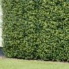 Bloom Buxus Artificial Hedge Screening 4pk -Garden Furniture Sales 381711 artificial buxus hedge screening 1mx1m 2