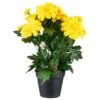 B&M Zinnia Plant Pot - Yellow -Garden Furniture Sales 392826 zinnia in pot yellow