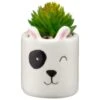 B&M Mini Succulent - Panda -Garden Furniture Sales 394778 mini panda succulent