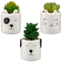 B&M Mini Succulent - Panda -Garden Furniture Sales 394778 mini succulent group